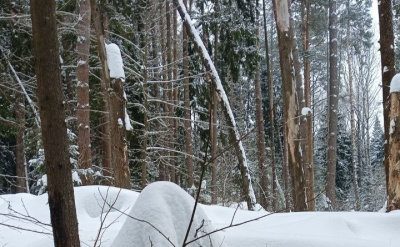Более 12 гектаров санитарных рубок запланированы в городском округе Коломна