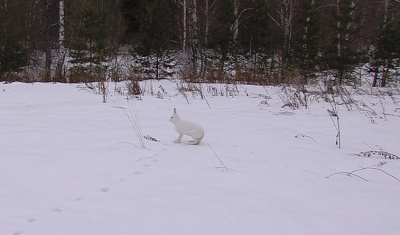 Охотники начинают считать зверей