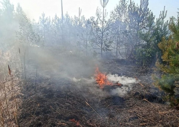 За первую неделю августа в Подмосковье потушили 26 лесных пожаров