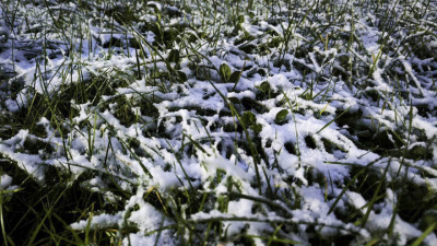 Влияние циклона "Фрэнсис" на озимые культуры Московской области 