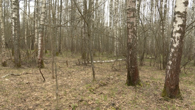 Леса берегут от пожаров