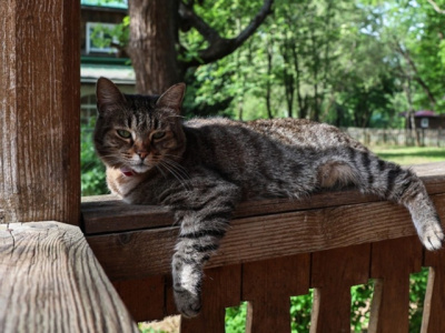 Бесплатно чипировать и вакцинировать домашних животных можно будет в парке &quot;Дубки&quot;