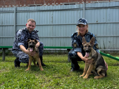 Щенки разъехались по новым домам