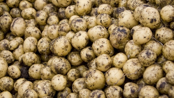 Картофель бьёт рекорды по урожаю в Подмосковье