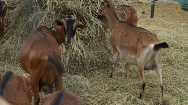 В Луховицах открывается туркомплекс с козами и сыроварней