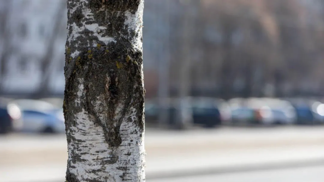 Тёплая погода спровоцировала раннее пыление берёз, но ситуация меняется