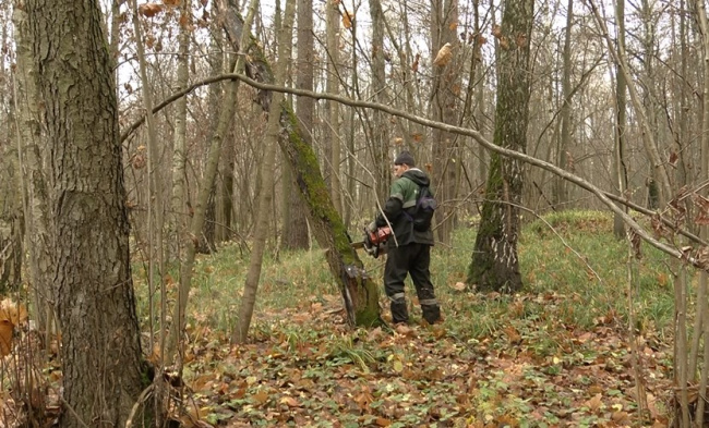 Завершается уборка неликвидной древесины