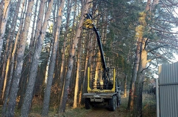 В лесах области уберут более четырёх тысяч аварийных деревьев 