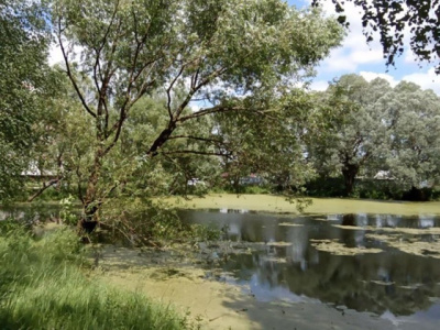 В следующем году каскад Щуровских прудов продолжат обновлять