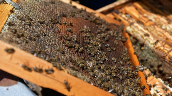 Пчелы осваивают борщевик