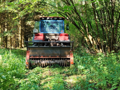 В городском округе Коломна продолжается благоустройство дендропарка