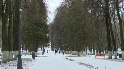 Как коломенцы планируют отмечать Новый год?