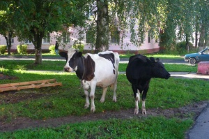 На луховицких улицах выгуливают коров