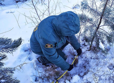 В городском округе Коломна выявлены факты незаконной рубки елей
