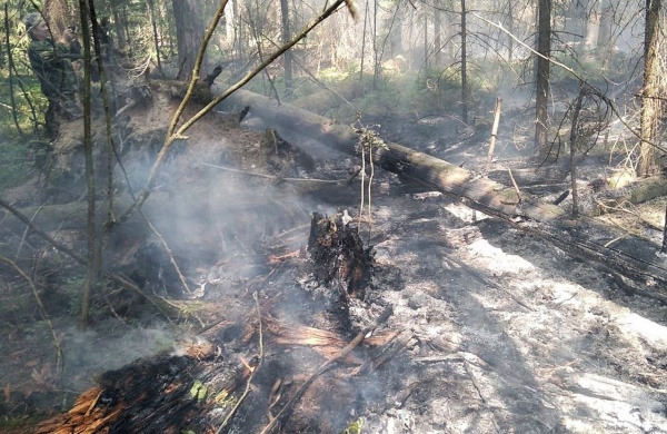 С начала июля в Подмосковье ликвидировали восемь лесных пожаров