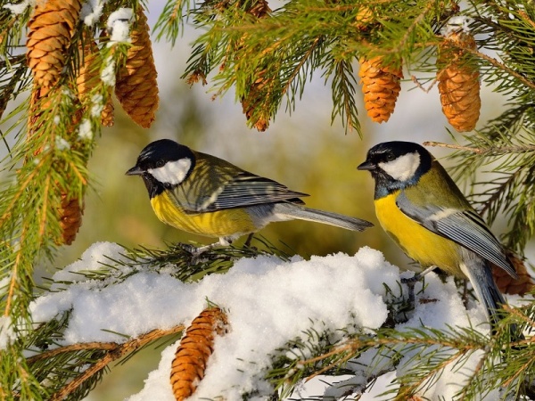 Большая синица, лазоревка и снегирь стали самыми наблюдаемыми птицами в Подмосковье