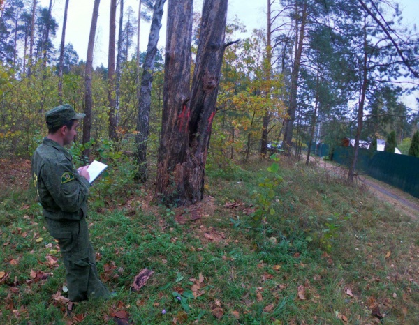 Сотрудники лесной охраны выявляют аварийные деревья