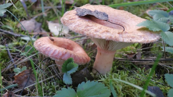 Опасны ли первые весенние грибы? 