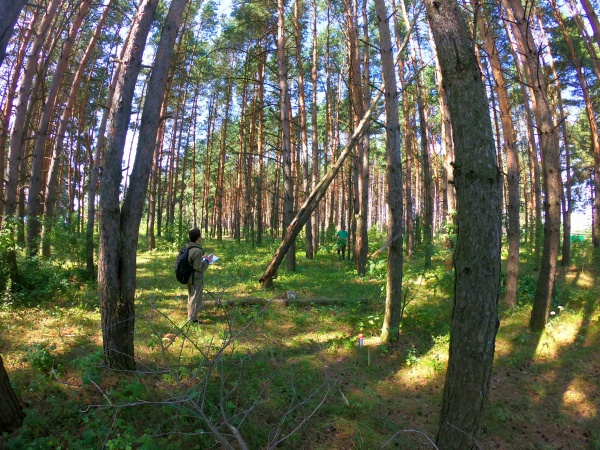 В Пирочах уберут поваленные деревья