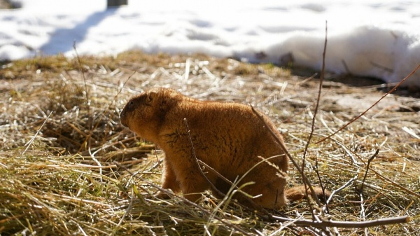 Теперь точно весна: в Московском зоопарке проснулись сурки