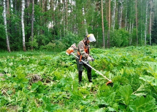 Второй этап обработки лесов от борщевика начался в регионе