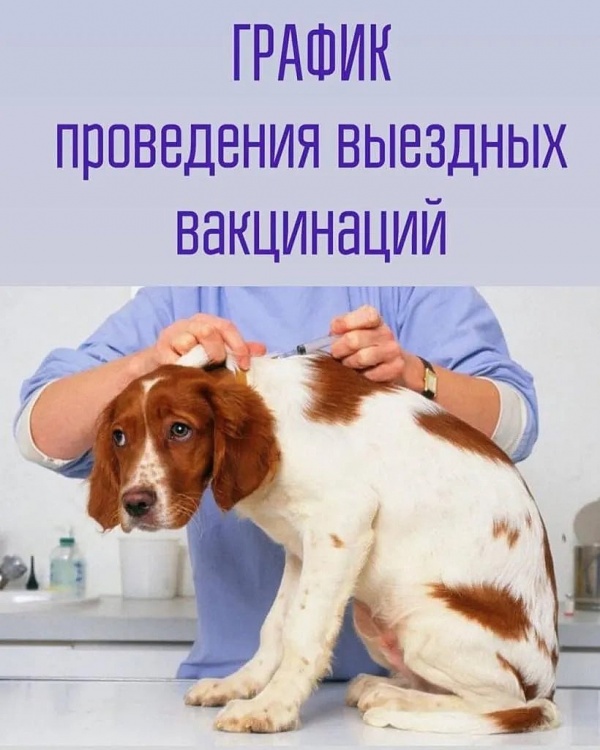 В Луховицах проводится бесплатная вакцинация домашних собак и кошек против бешенства