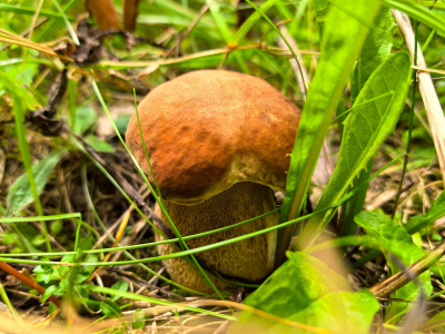 Предусмотрена административная ответственность за незаконный сбор краснокнижных грибов 