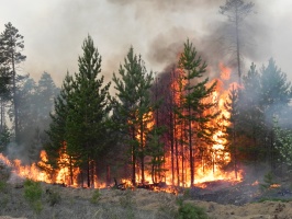 Комлесхоз взыскал уже 61,2 млн рублей штрафов за разведение огня в лесу 