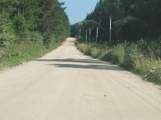 На дороге в пригороде Егорьевска заметили Лосёнка