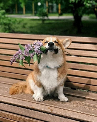 Пушистых пациентов принимают в парках Подмосковья