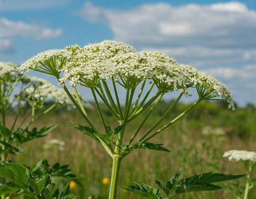 Контроль и уничтожение борщевика Сосновского