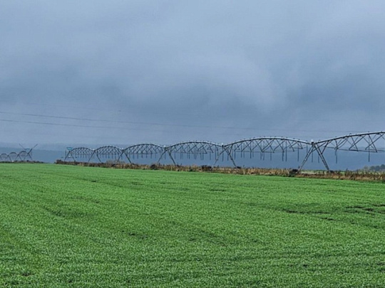 Урожай озимой пшеницы обеспечит озёрским аграриям высокое качество молока