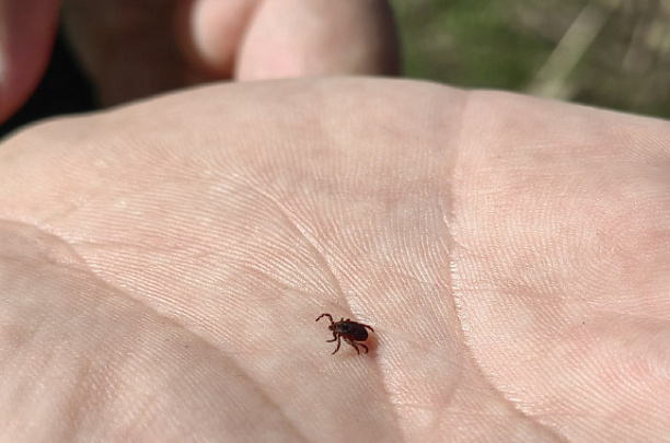 Акарицидную обработку от клещей проведут в парках городского округа Коломна