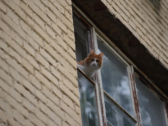 В Егорьевске кот решил пообедать прямо в магазине