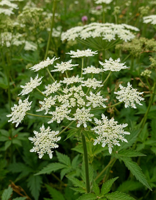 Штрафы за борщевик на участке могут достигнуть 700 тыс. руб.