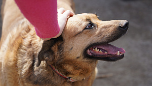 Волонтёры «ВМУ» оказали поддержку приюту для животных в Белоозёрском