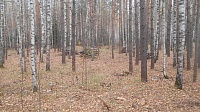 В границах Луховицкого лесничества убрали неликвидную древесину