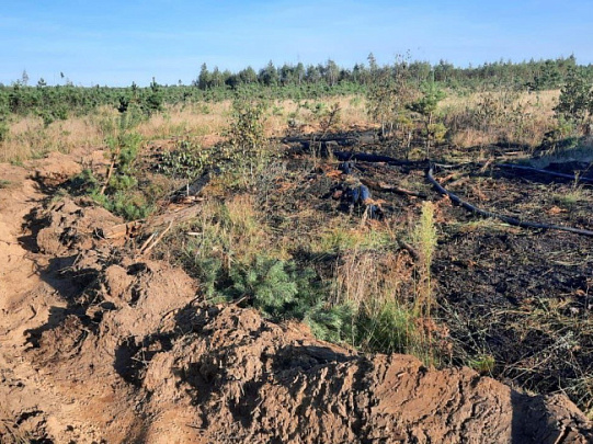 В Луховицах загорелся лес и торфяник