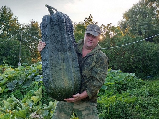 Луховицкий фермер вырастил кабачок весом 47 кг