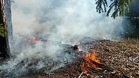 За сутки ликвидировали два лесных пожара