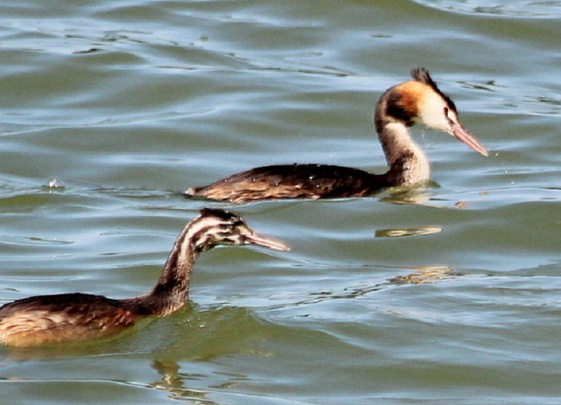 Почему чомга — птица года и символ чистой воды