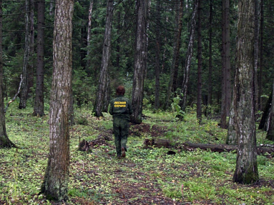 В Воскресенске спасатели вывели из леса потерявшегося мужчину 
