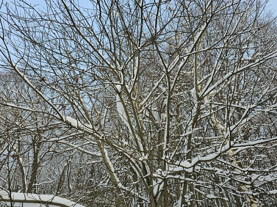 В Подмосковье вернутся морозы