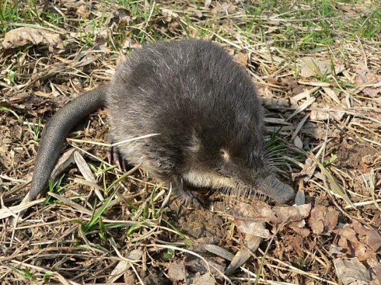 Парадоксальная стрессоустойчивость русской выхухоли 