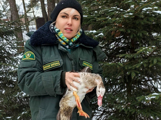 В Воскресенске утку освободили из ледяного плена и приютили для восстановления 