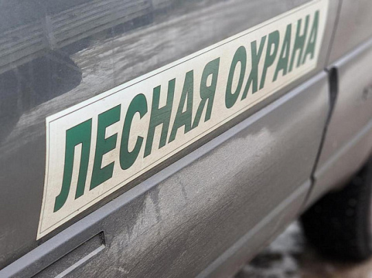 Луховицкое лесничество борется с незаконными рубками ёлок