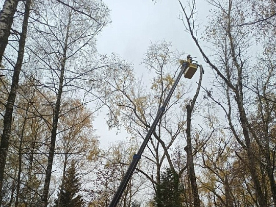 На Старом городском кладбище Коломны вырубили аварийные деревья