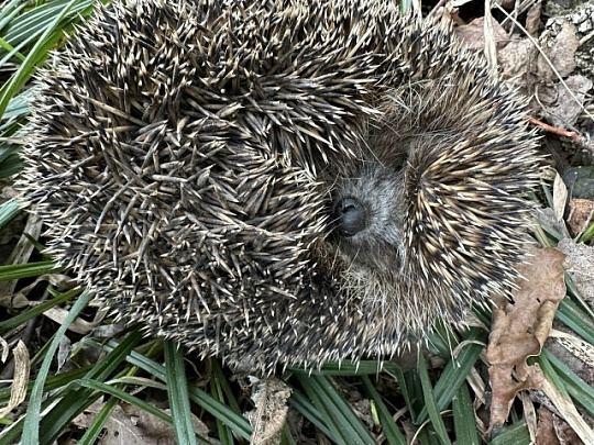 В Московской области проснулись ежи 