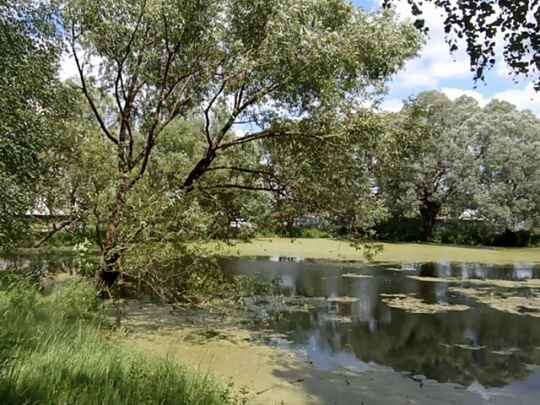 В следующем году каскад Щуровских прудов продолжат обновлять